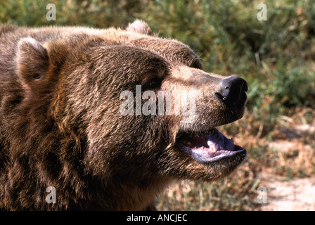 Kodiak Bear aka Alaskan Grizzly Bear and Alaska Brown Bear (Ursus arctos middendorffi) growling - North American Wild Animals Stock Photo