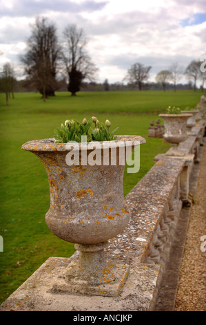 A STONE URN WITH SPRING BULBS ABOUT TO BLOOM AT BOWOOD HOUSE NEAR CHIPPENHAM WILTSHIRE UK Stock Photo