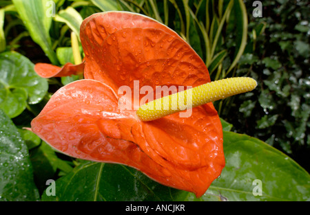 Exotic tropical plant Photographed in the Botanical Gardens in Sydney Australia Stock Photo