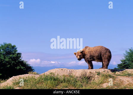 Kodiak Bear aka Alaskan Grizzly Bear and Alaska Brown Bear (Ursus arctos middendorffi) on Ridge - North American Wild Animals Stock Photo