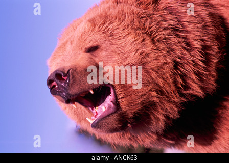 A Kodiak Brown Bear with Latin Name of Ursus arctos from Alaska USA Stock Photo