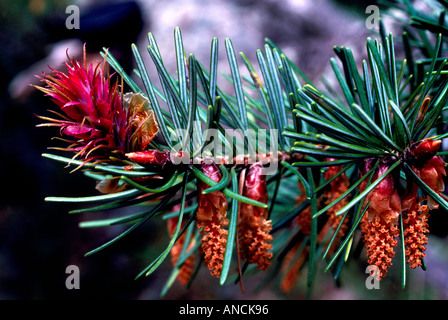 needles cones douglas fir stamp canadian alamy cone pollen seed flower