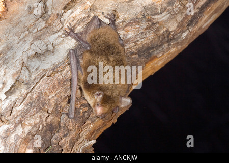 Cave Myotis Myotis velifer Tucson Arizona United States 12 October Adult Vespertilionidae Stock Photo