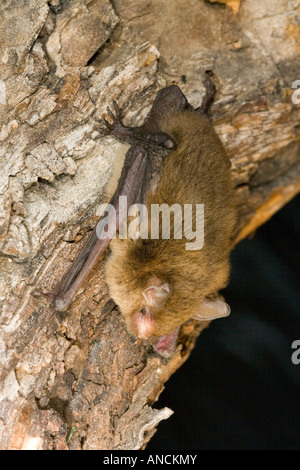 Cave Myotis Myotis velifer Tucson Arizona United States 12 October Adult Vespertilionidae Stock Photo