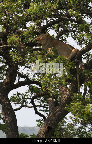 lioness in the Natal Lion Park near Pietermaritzburg, capital of ...