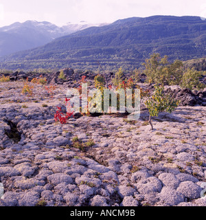 Nisga'a Memorial Lava Bed Provincial Park near New Aiyansh, Northern BC, British Columbia, Canada, Volcanic Rock Formation Field Stock Photo