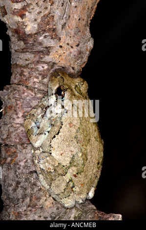 Northern Gray Treefrog Hyla versicolor on a branch northeastern United States Stock Photo