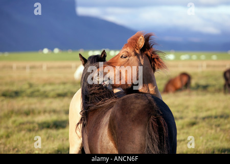 Grooming Horses Snaefellsnes Iceland Stock Photo
