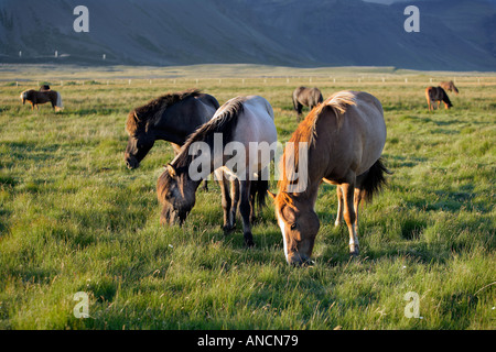 HorsesOut to Pasture Snaefellsnes Iceland Stock Photo