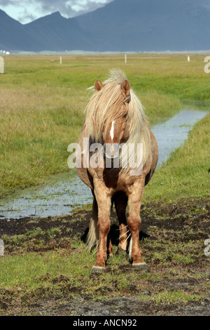 Icelandic Horse Portrait Stock Photo
