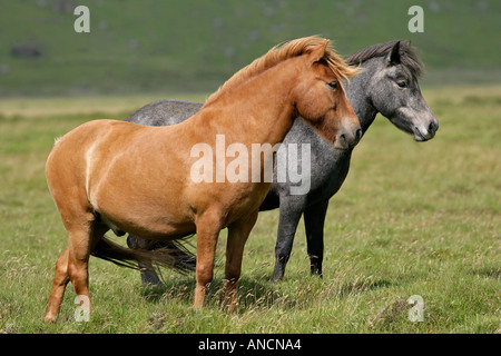 Icelandic Horses Iceland Stock Photo