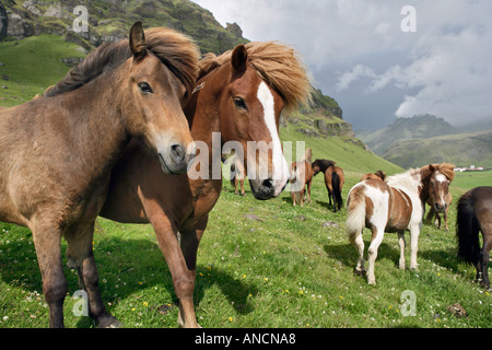 Icelandic Horses in Pasture Iceland Stock Photo