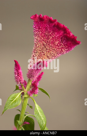 Close up or macro cockscomb flower and insect. (Selective focus Stock ...