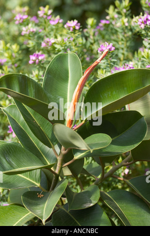 Sapling of Indian rubber tree growing in the garden. Scientific name: Ficus elastica. Corfu island, Greece. Stock Photo