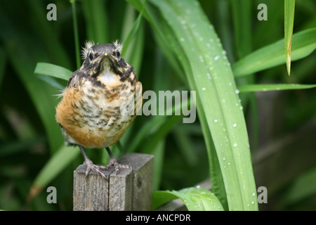 Young robin sitting on fence among ivy leaves, feathers slightly puffed ...