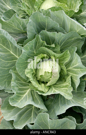 Cabbage Crop Stock Photo