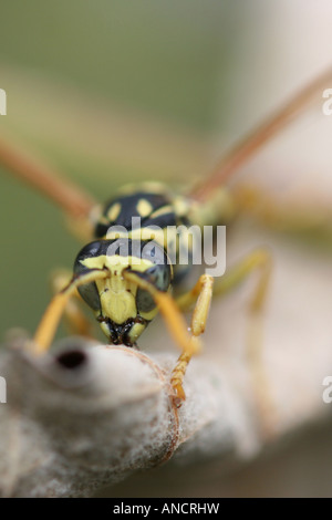 Wild Asian Hornet Bee insect  pollen nobody none closeup detail blurred blurry background vertical  hi-res Stock Photo