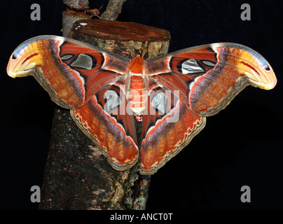 Giant Atlas moth Attacus atlas Stock Photo