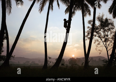 Silhouette of an Indian man climbing a coconut tree Stock Photo