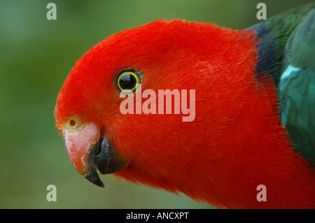 Male Australian King parrot (Alisterus scapularis) in Lamington National Park, Australia Stock Photo
