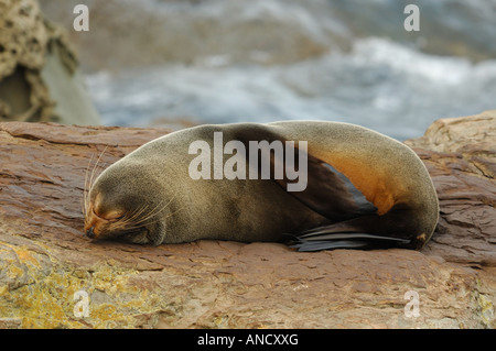 New Zealand Fur Seal (Arctocephalus forster) Sleeping on the rocks, New Zealand Stock Photo