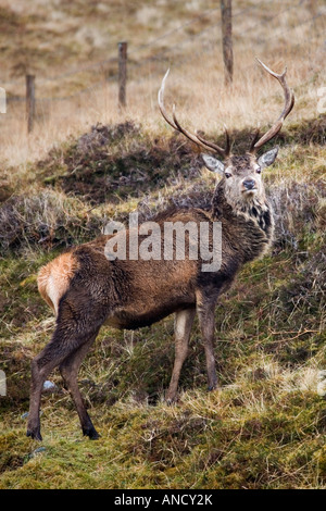 Stag on moorland in the Scottish Highland Stock Photo