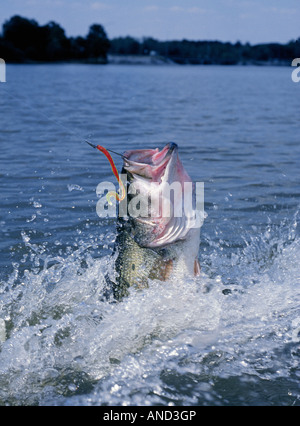 Largemouth bass jumping out of the water Stock Photo: 68919395 - Alamy