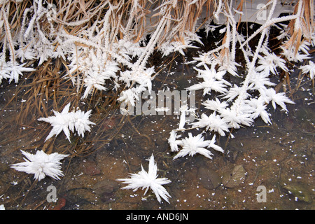 starry icicles on a frozen pond in winter landscape Isar Valley Bavaria Germany Europe Stock Photo