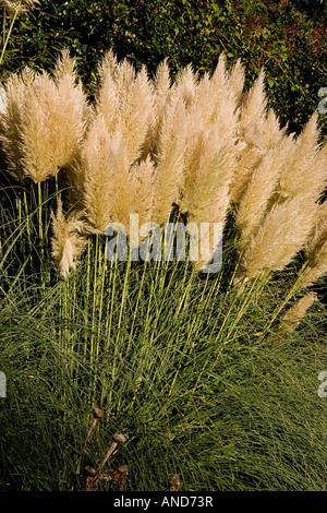 a stand of pampas grass Stock Photo