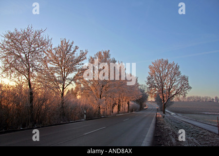 frosted trees lining country road on an early winter morning Bavaria Germany Europe Stock Photo