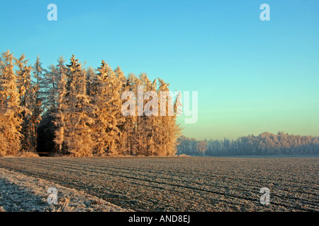 group of frosted trees on an early winter morning in Bavaria Germany Europe Stock Photo