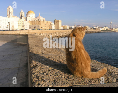 Stray cat in Cadiz city and Cathedral in background Andalucia Spain Stock Photo