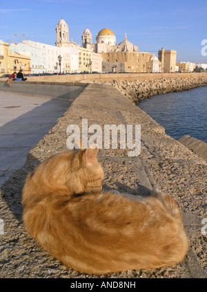 Stray cat in Cadiz city and Cathedral in background Andalucia Spain Stock Photo