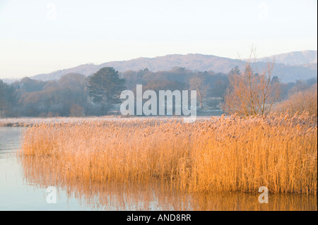 A reedbed on lake windermere at dawn Lake district National Park UK