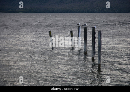 Three seagulls sitting on mooring posts on Lake Te Anau, New Zealand Stock Photo