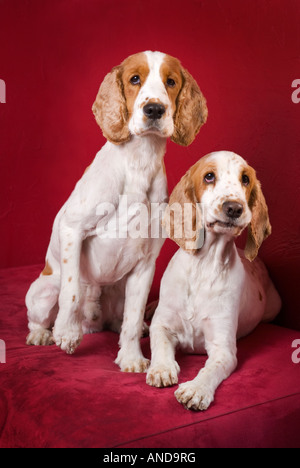 Funny faces of two intrigued Cocker Spaniels. Selective focus on the eyes, intentional vignieting. Stock Photo