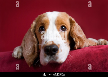 Intent spaniel - selective focus on his eyes. Stock Photo