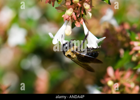 Half-black bumblebee, Bombus vagans, feeding on Abelia x grandiflora, glossy Abelia. Oklahoma, USA Stock Photo