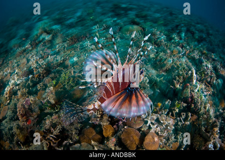 A colorful Zebra lionfish, Dendrochirus zebra, swims over the seafloor in Lembeh Strait, north Sulawesi, Indonesia. Stock Photo