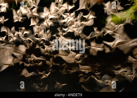 Mexican free-tailed bat (Tadarida brasiliensis) emerging from cave (long exposure) Stock Photo