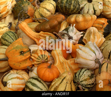 Multicolour multicolor pumpkins Cucurbita Stock Photo