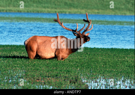 Rocky Mountain Elk cervus elaphus in Yellowstone National Park, Shot in the wild Stock Photo