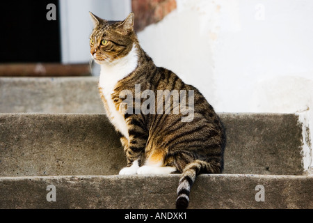 Tabby cat sits on a step Oxfordshire United Kingdom Stock Photo
