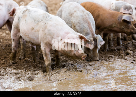 Gloucester Old Spot pigs Gloucestershire United Kingdom Stock Photo