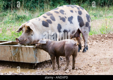 Gloucester Old Spot pig and her piglet feeding Gloucestershire United Kingdom Stock Photo