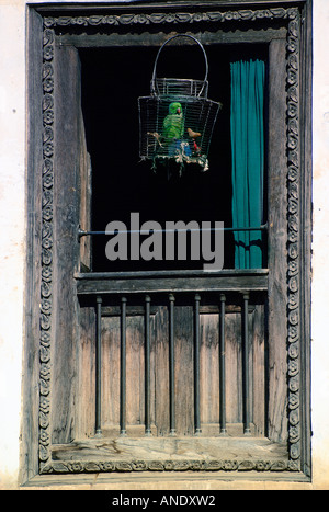 Caged parrot in window Patan Nepal Avian flu Bird flu virus might affect caged birds Stock Photo