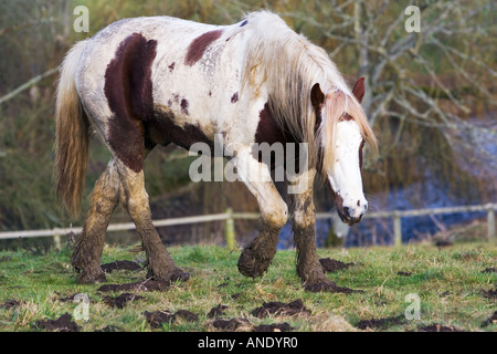 Skewbald horse in paddock Gloucestershire United Kingdom In winter horses are at risk of mud fever Stock Photo