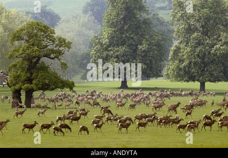 Herd of deer in Windsor Great Park Berkshire United Kingdom Stock Photo