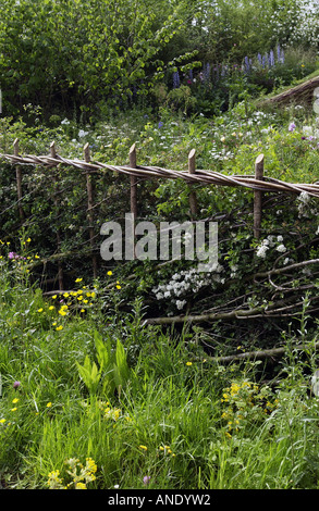 Traditionally cut and laid hedge with wild flowers Southern England Stock Photo