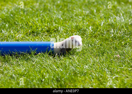 Ferret crawls through pipe at ferret racing event Oxfordshire United Kingdom Stock Photo